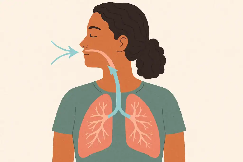 Ilustração do caminho do ar durante a respiração consciente, mostrando pulmões e setas indicativas.
